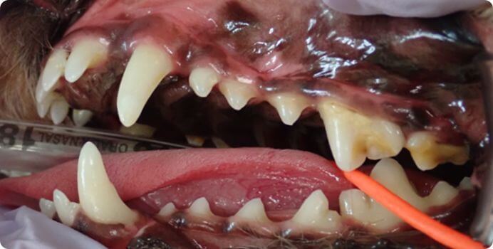 奥歯に少し歯石がついている程度で、全体的には比較的きれいだと思われる画像