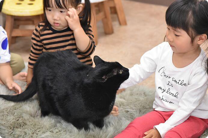 猫の歯の病気と治療｜パーク動物病院【歯科】｜愛知県安城市の犬と猫の 