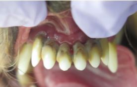 重度歯周病 動揺度３ ３ 歯周再生療法 パーク動物病院 歯科 愛知県安城市の犬と猫の動物歯科