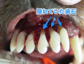 重度歯周病 動揺度３ ３ 歯周再生療法 パーク動物病院 歯科 愛知県安城市の犬と猫の動物歯科