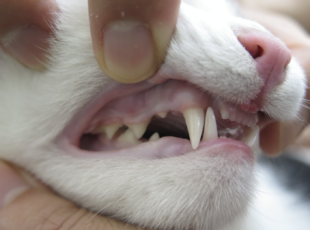 歯肉口内炎・猫  パーク動物病院【歯科】｜愛知県安城市の犬と猫の 