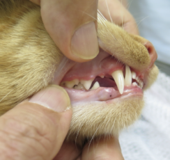 歯肉口内炎 猫 パーク動物病院 歯科 愛知県安城市の犬と猫の歯科専門ホスピタル