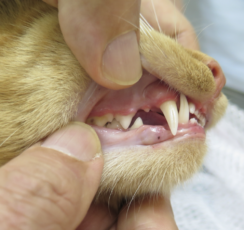 歯肉口内炎・猫  パーク動物病院【歯科】｜愛知県安城市の犬と猫の 