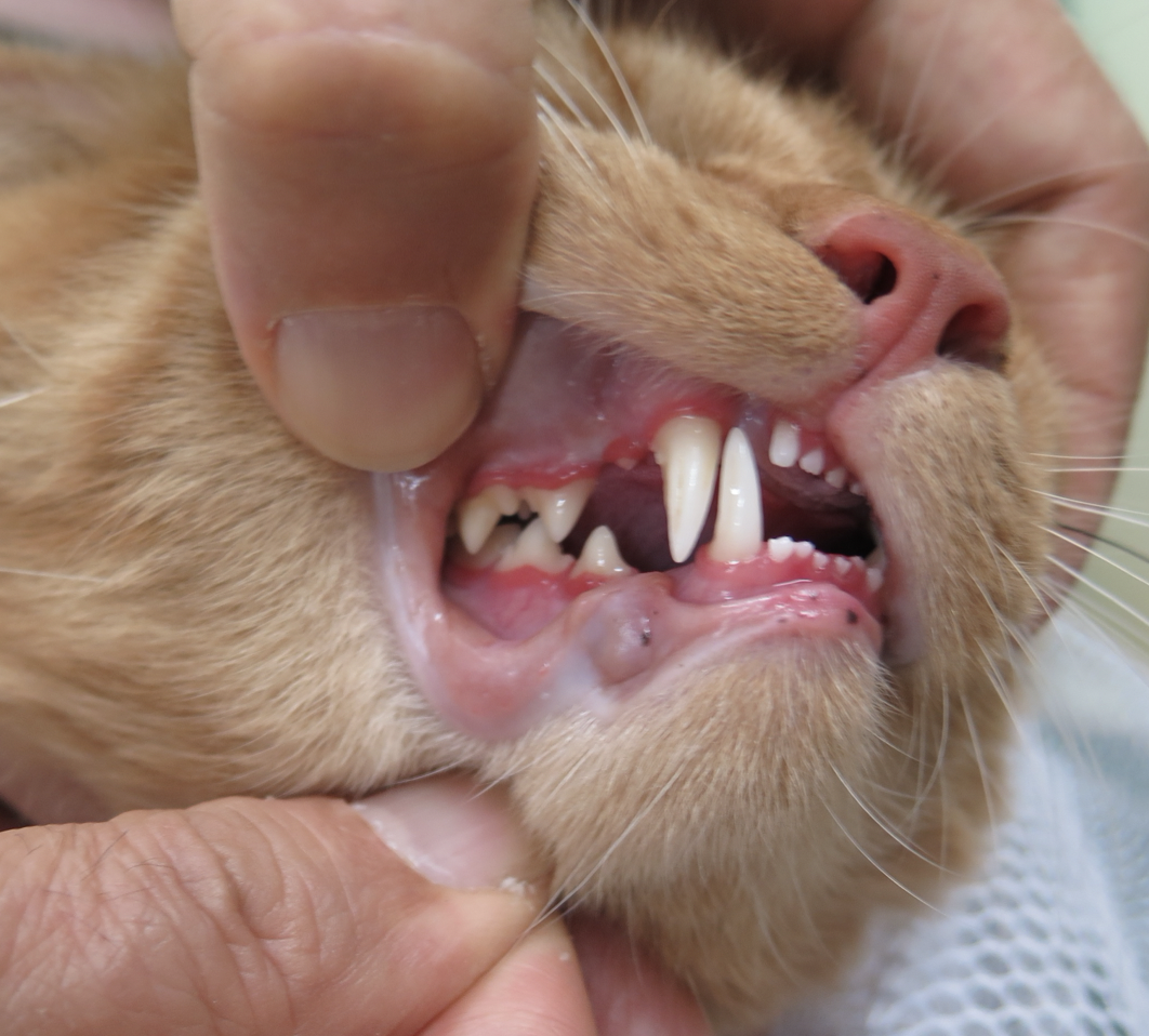 猫 歯茎 の 腫れ
